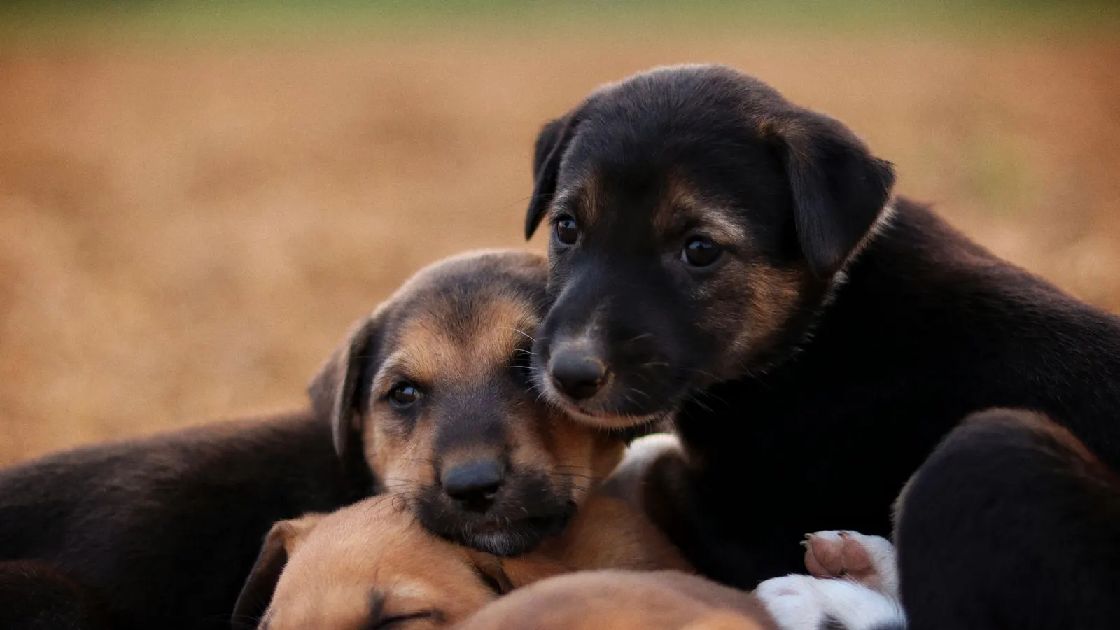 Toilettage chien : le guide tendre pour un toutou propre et bien dans ses poils