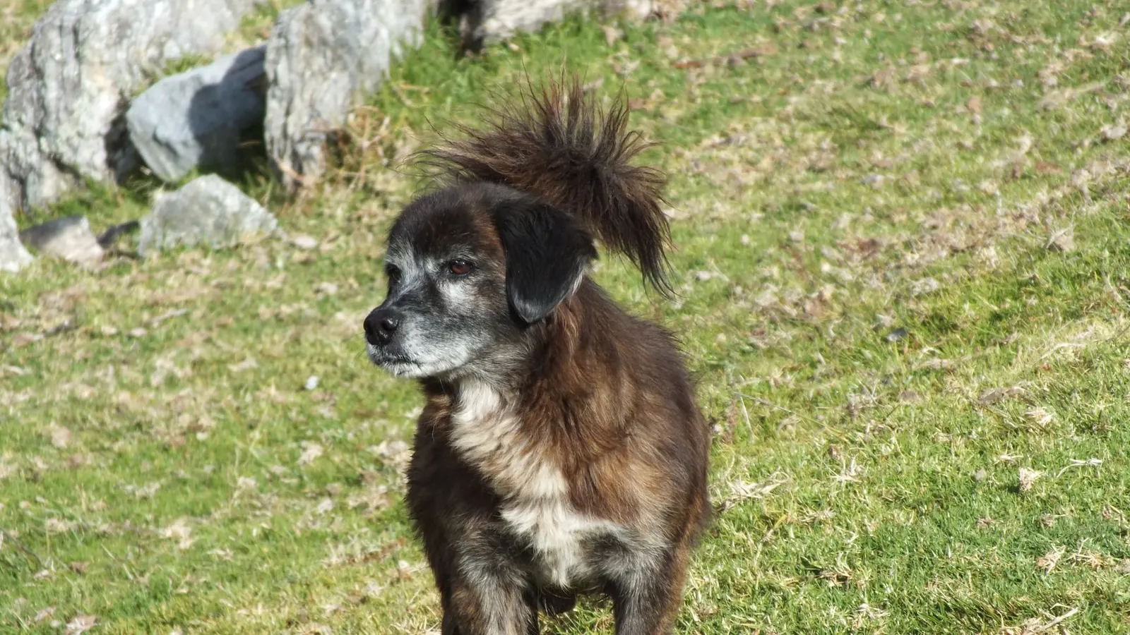 Vaccins obligatoires en pension pour chien : ce qu'il faut prévoir