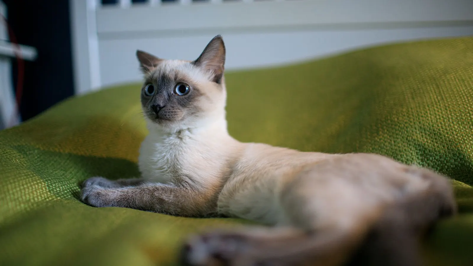 Visite chat à domicile : la solution douce pour votre minou pendant vos absences