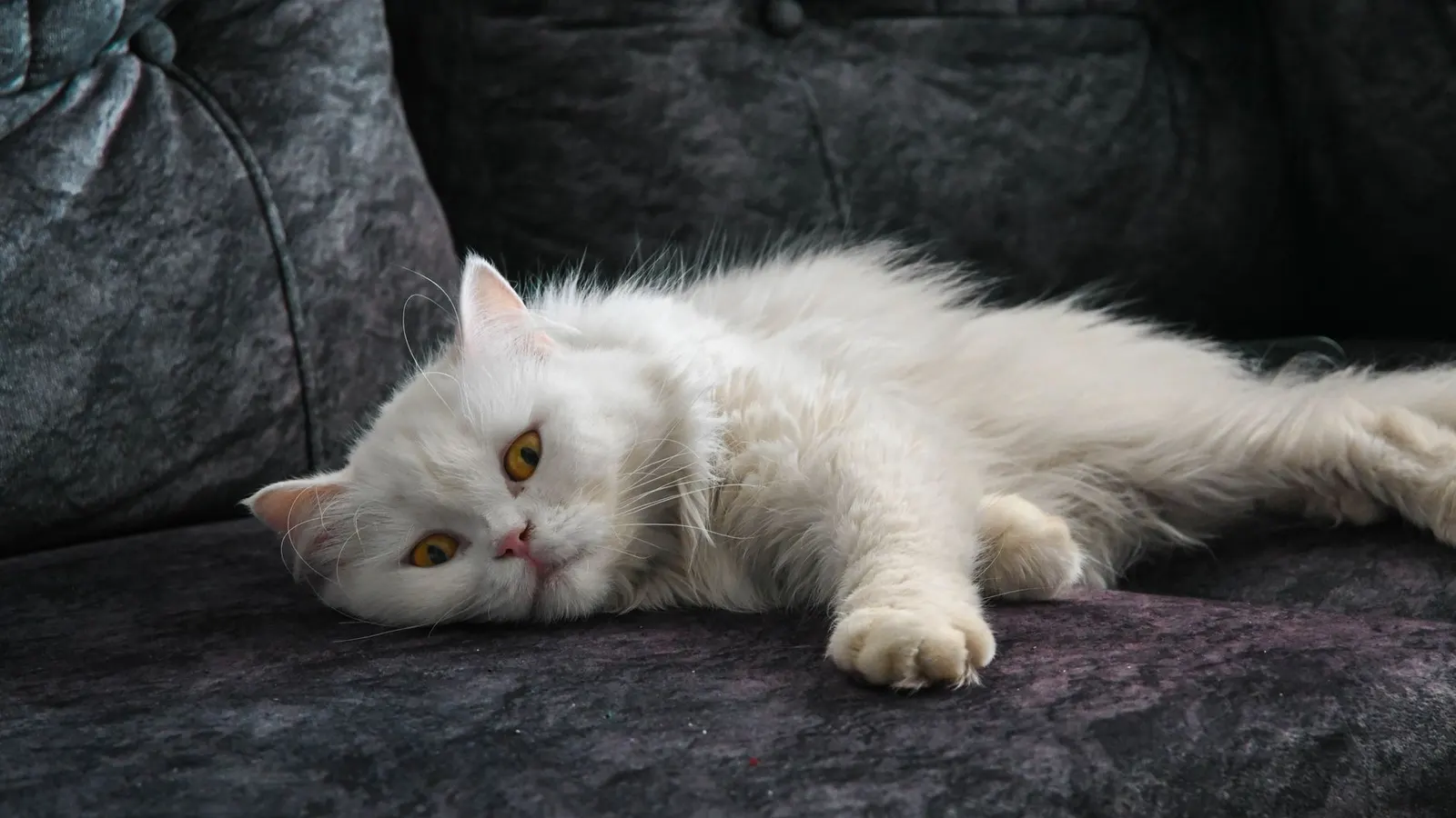 Voyager en avion avec son chat : préparer un vol serein