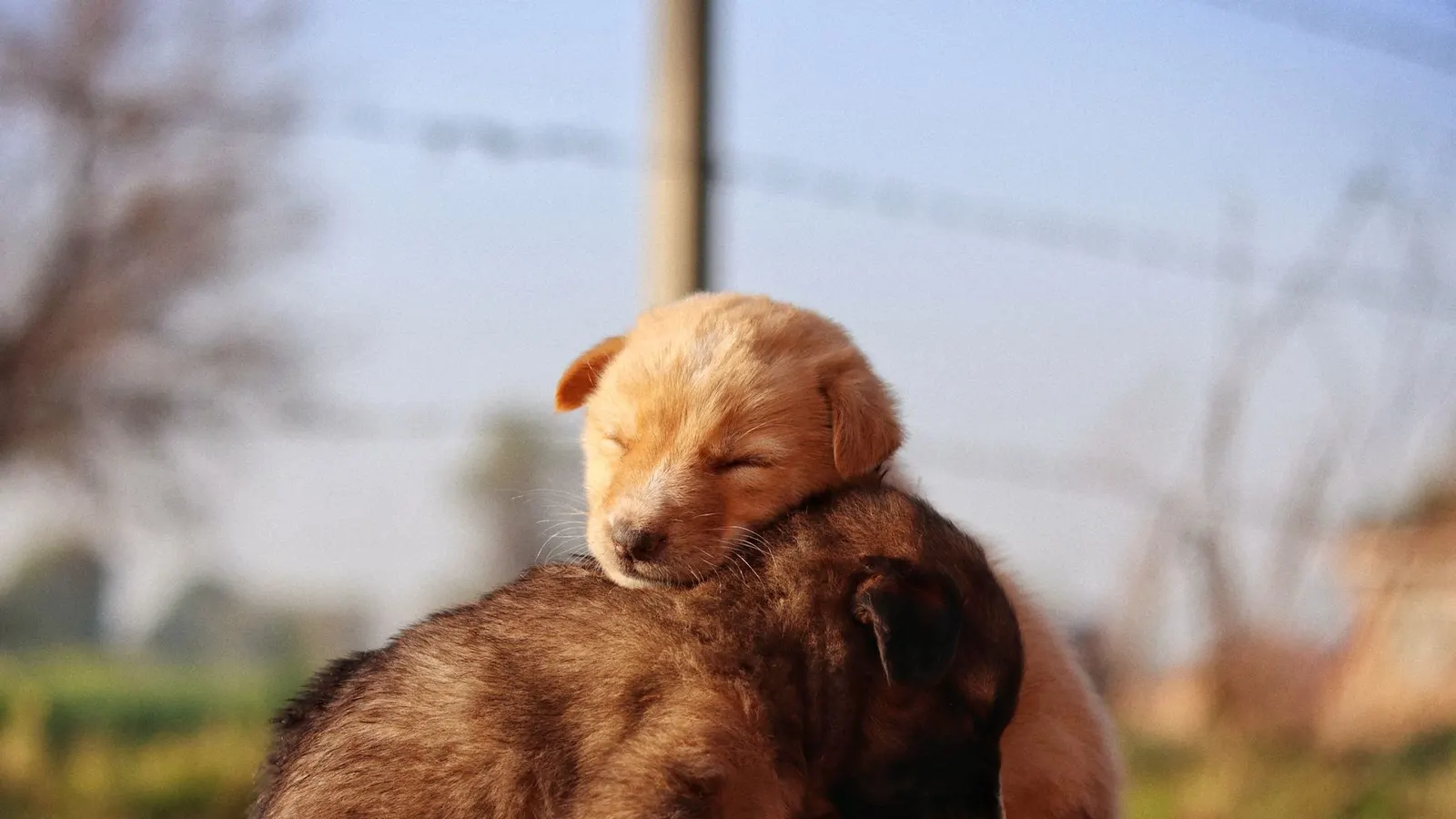 Voyager en train avec son chien : le guide pratique
